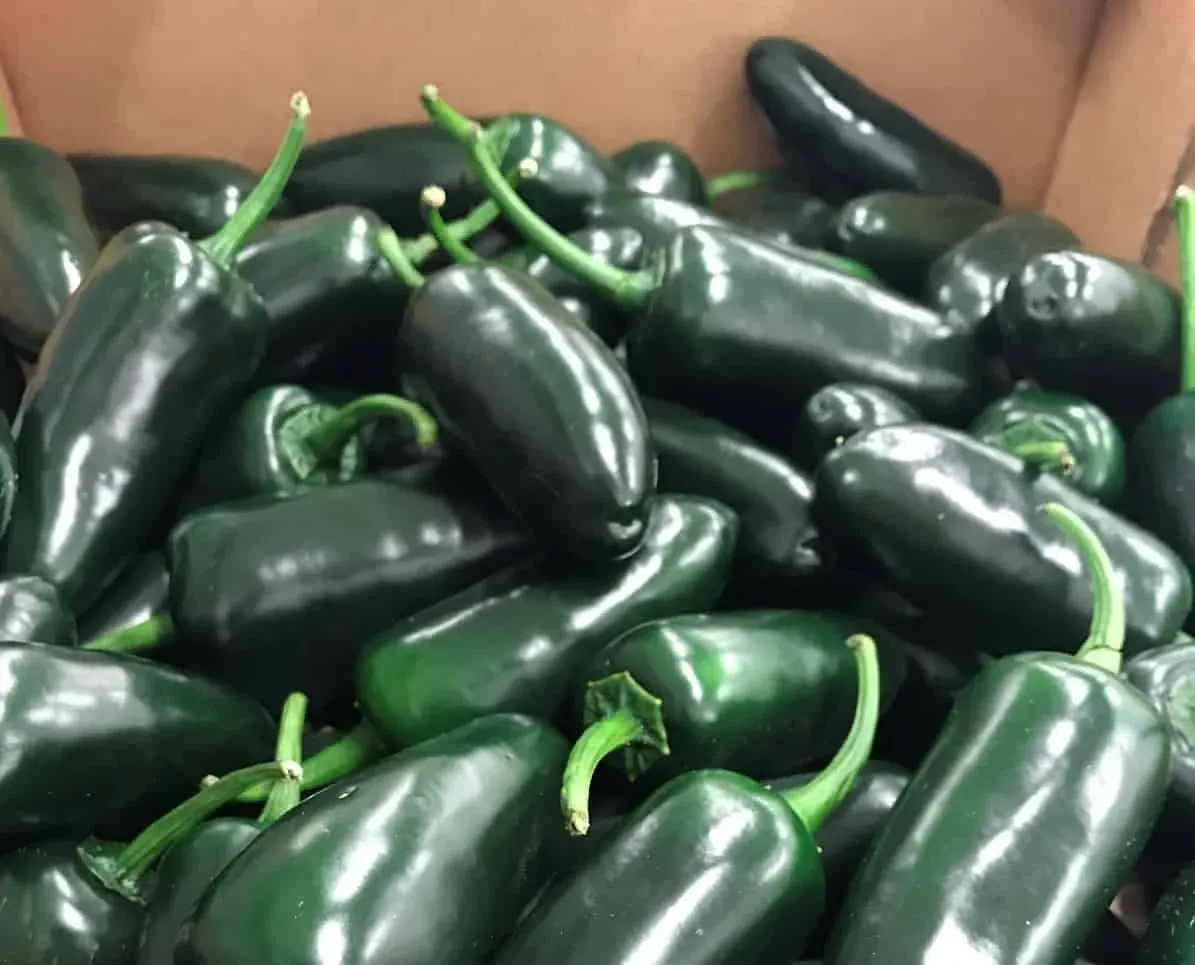 black bullet jalapeno matkomfort